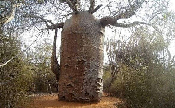 a thick tree trunk as an imitation of increasing the thickness of the penis